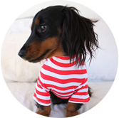Dog clothes
